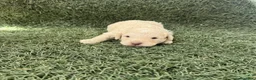 Perro de Agua Español perros en venta: Preciosa camada de Perro de Agua Español  en Barcelona - Anuncio 3