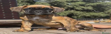 Boxer 2
