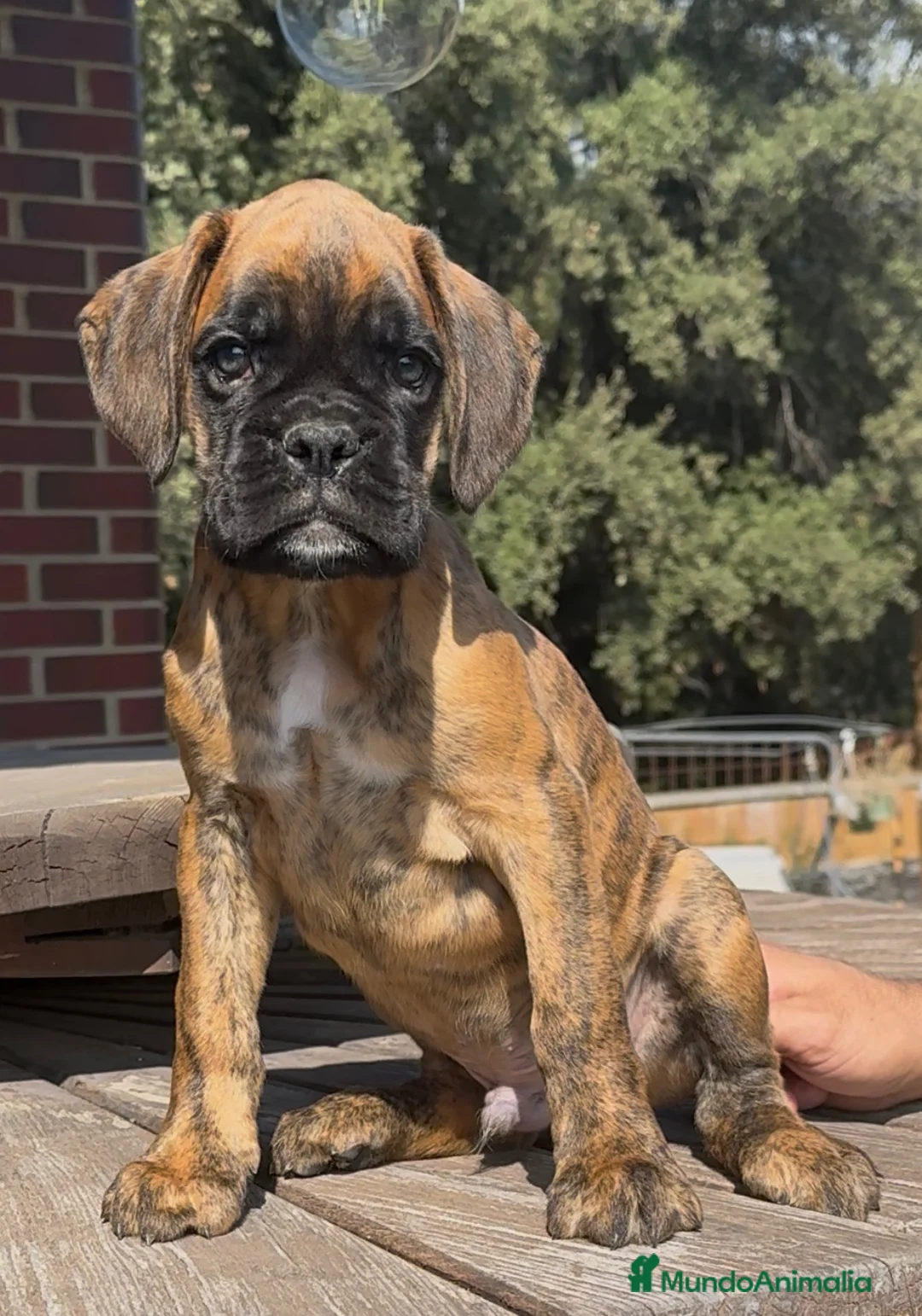 Boxer perros en venta: Cachorros Machos BOXER - Anuncio 2