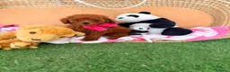 Caniche Toy perros en venta: Caniche rojo toy  - Anuncio 1