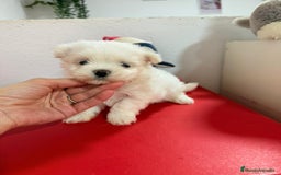 Bichón Maltés perros en venta: Bichón maltes toy - Imagen 2