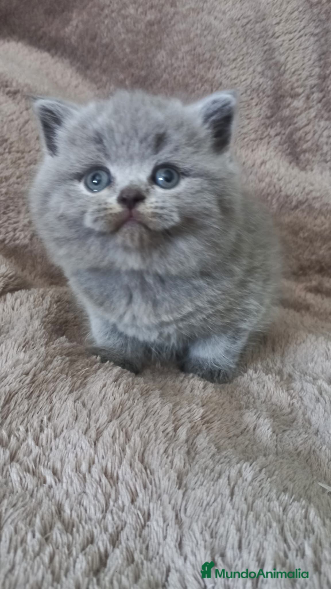 Británico de Pelo Corto gatos British shorthair  - Anuncio 3