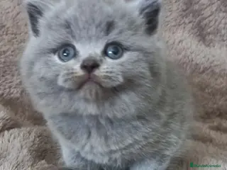Británico de Pelo Corto gatos British shorthair - Anuncio 3