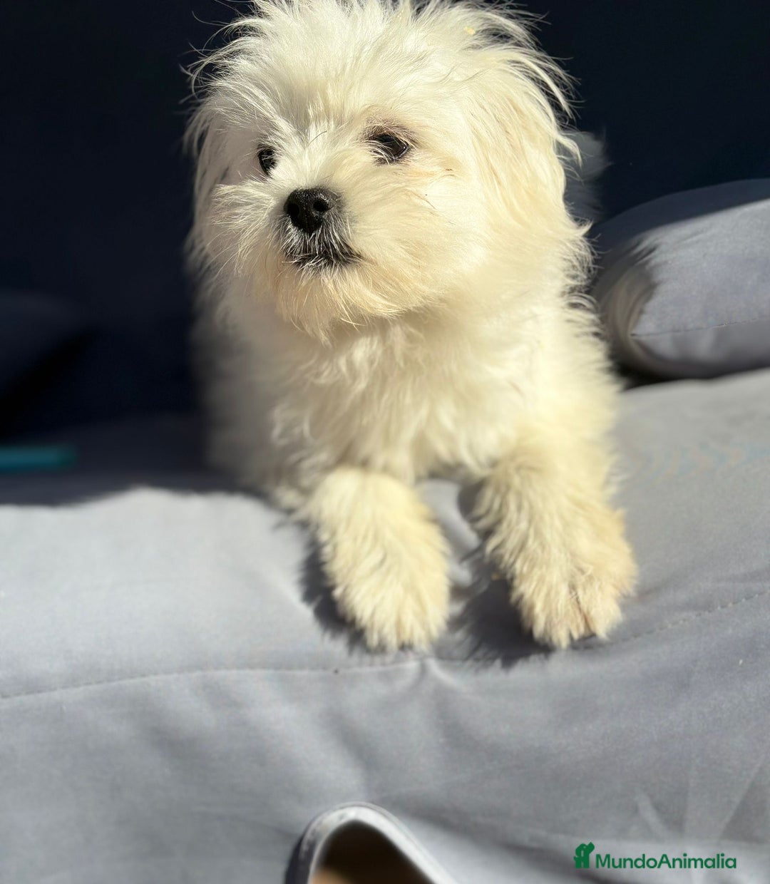 Raza Mixta perros en venta: Maltipom - Imagen 5