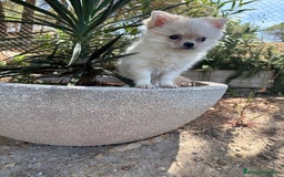 Chihuahua perros en venta: Chihuahua Pelo Largo Disponible  - Imagen 5