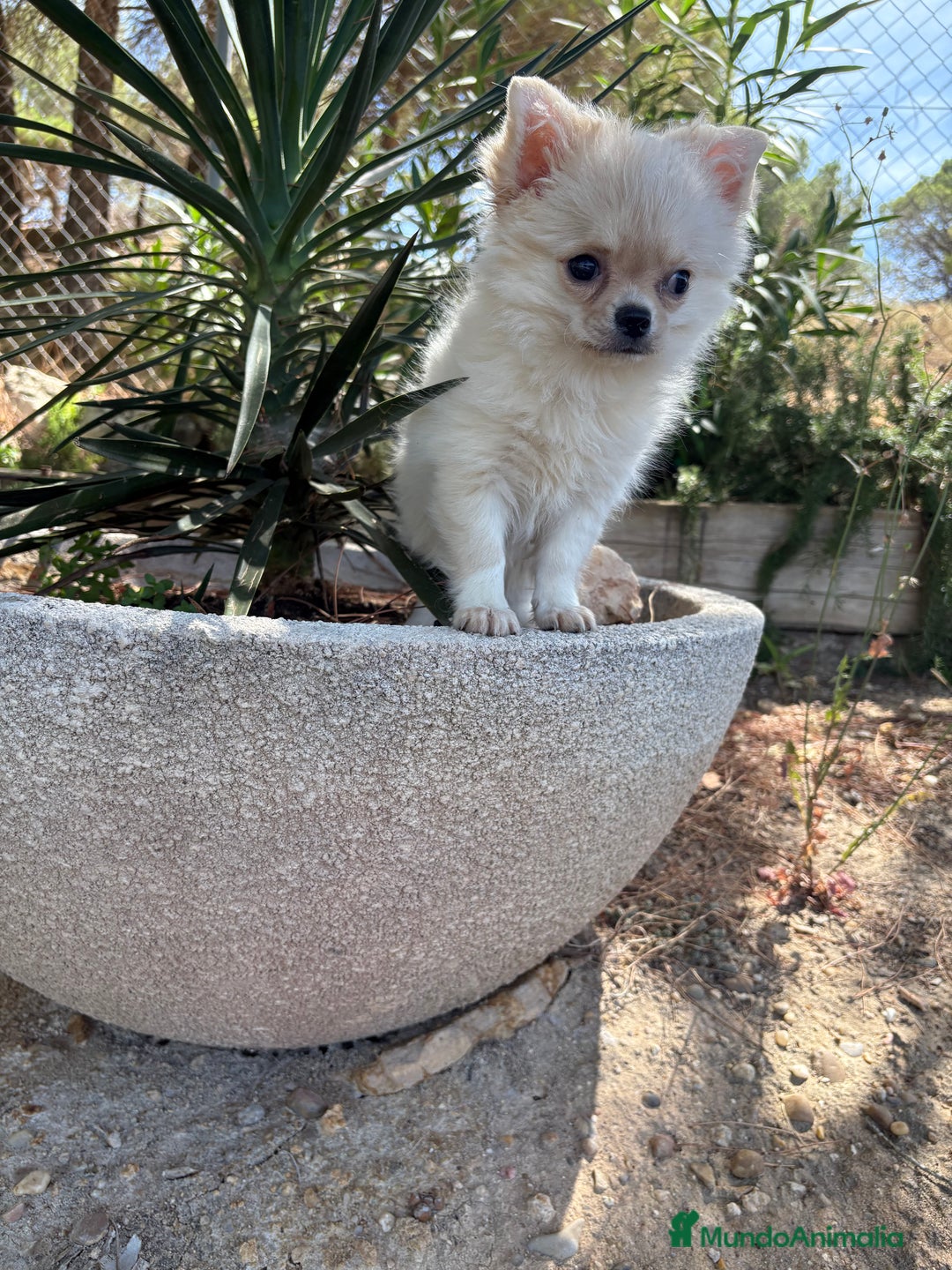 Chihuahua perros en venta: Chihuahua Pelo Largo Disponible  - Imagen 5
