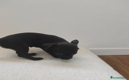 Chihuahua perros en venta: Chihuahua  - Imagen 4