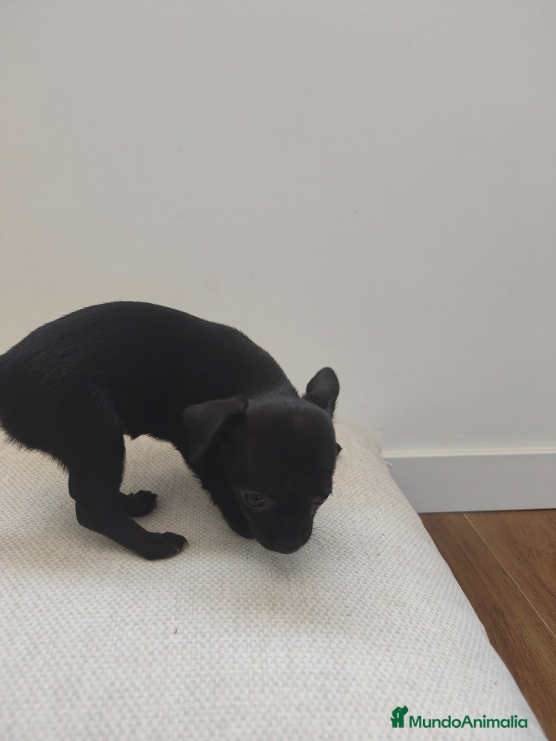Chihuahua perros en venta: Chihuahua  - Imagen 4