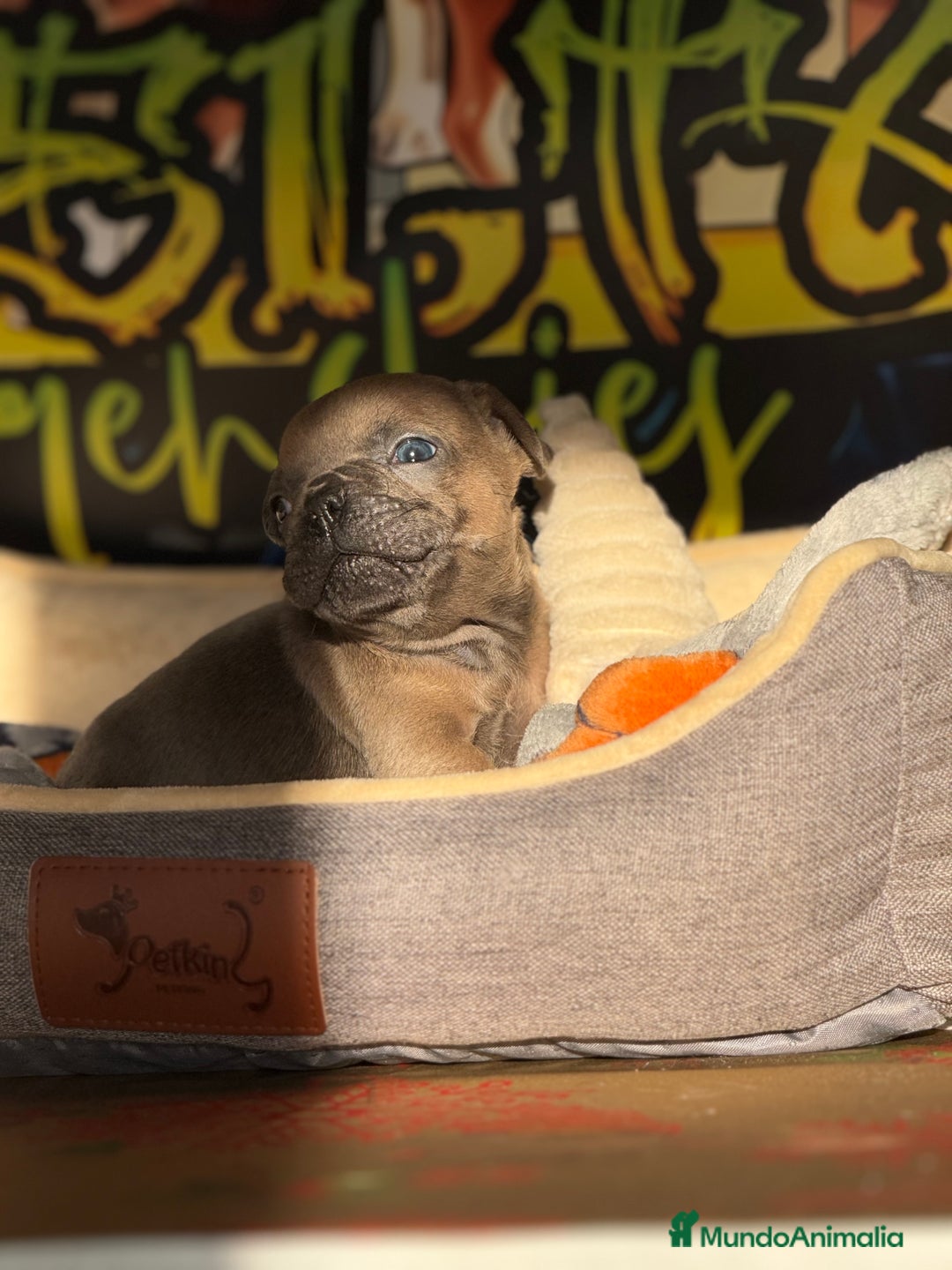 Bulldog Francés perros en venta: Blue Fawn  - Anuncio 2