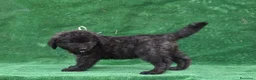 Pastor del Cáucaso perros en venta: Disponible Pastor del Cáucaso - Anuncio 14