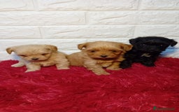 Maltipoo perros en venta: MALTIPOO COREANO  - Imagen 2