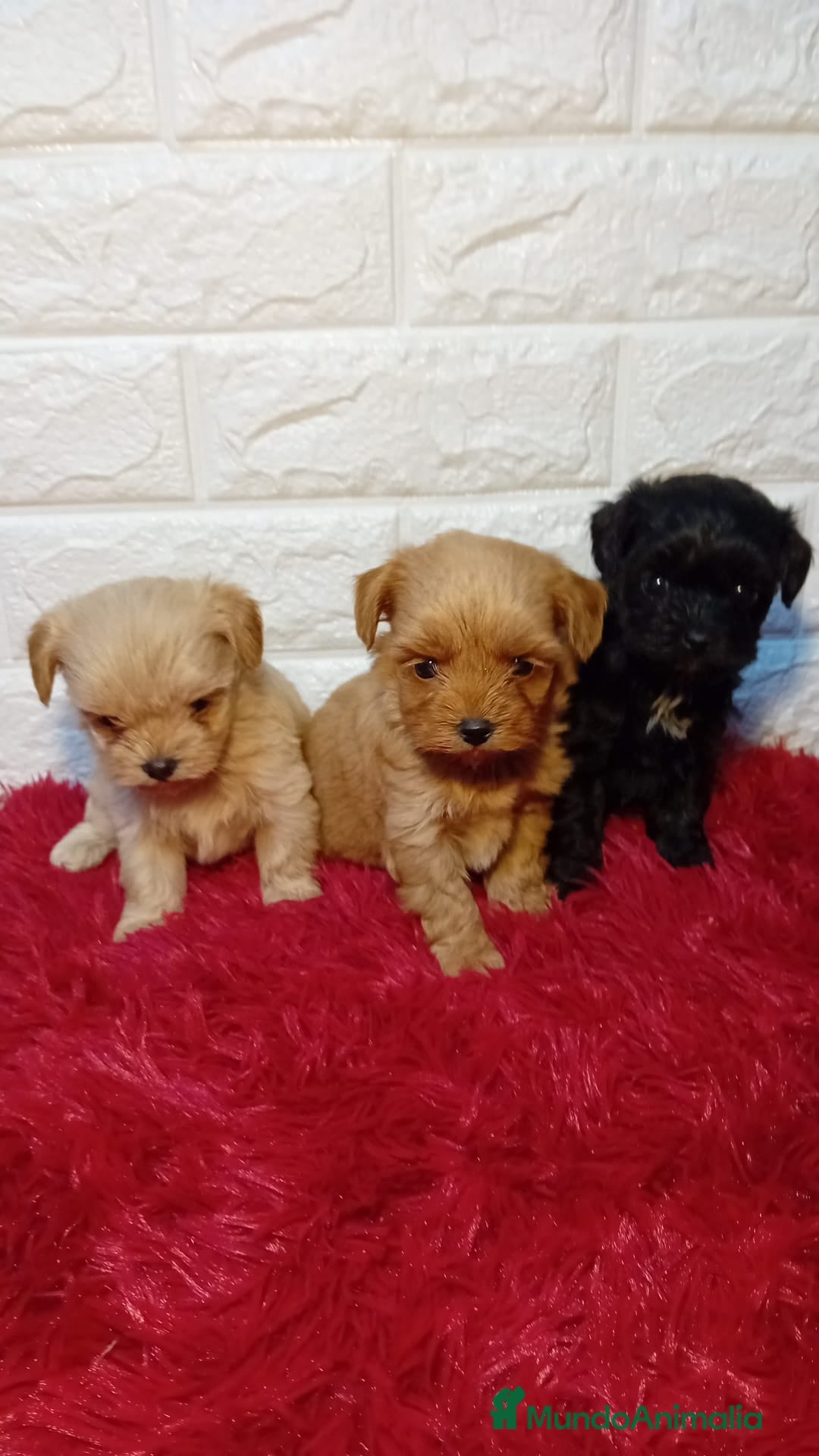 Maltipoo perros en venta: MALTIPOO COREANO  - Imagen 2