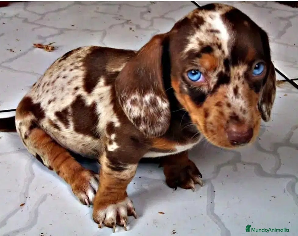 Teckel Miniatura perros Teckel en Madrid - Anuncio 28