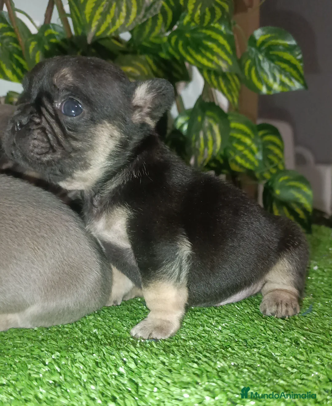 Bulldog Francés perros en venta: Bulldog francés isabellas  - Anuncio 7