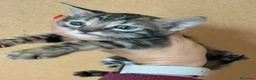 Bengalí gatos en venta: Bengali, Brown - Anuncio 2