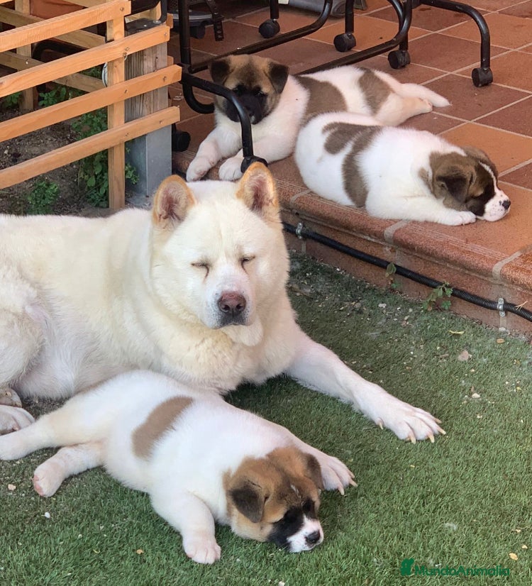 Akita Americano perros Akita americano  - Anuncio 1