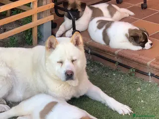 Akita Americano perros Akita americano - Anuncio 22