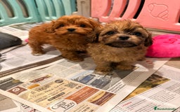 Shihpoo perros en venta: Preciosos ShihPoos de varios colores - Imagen 7