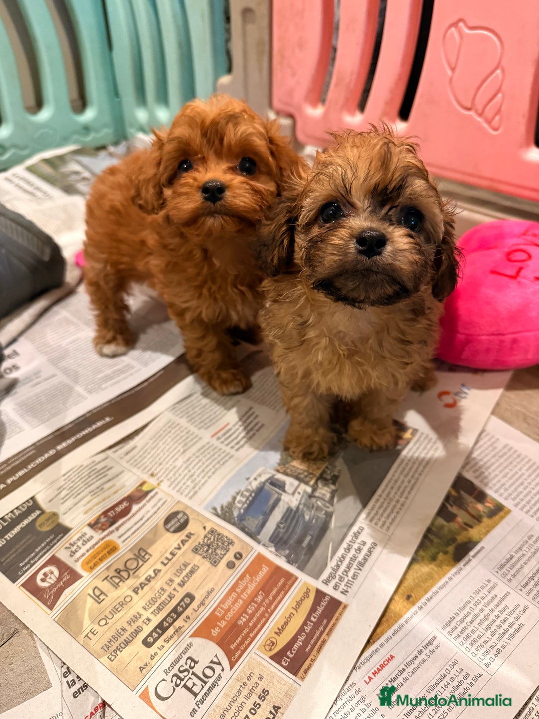 Shihpoo perros en venta: Preciosos ShihPoos de varios colores - Imagen 7