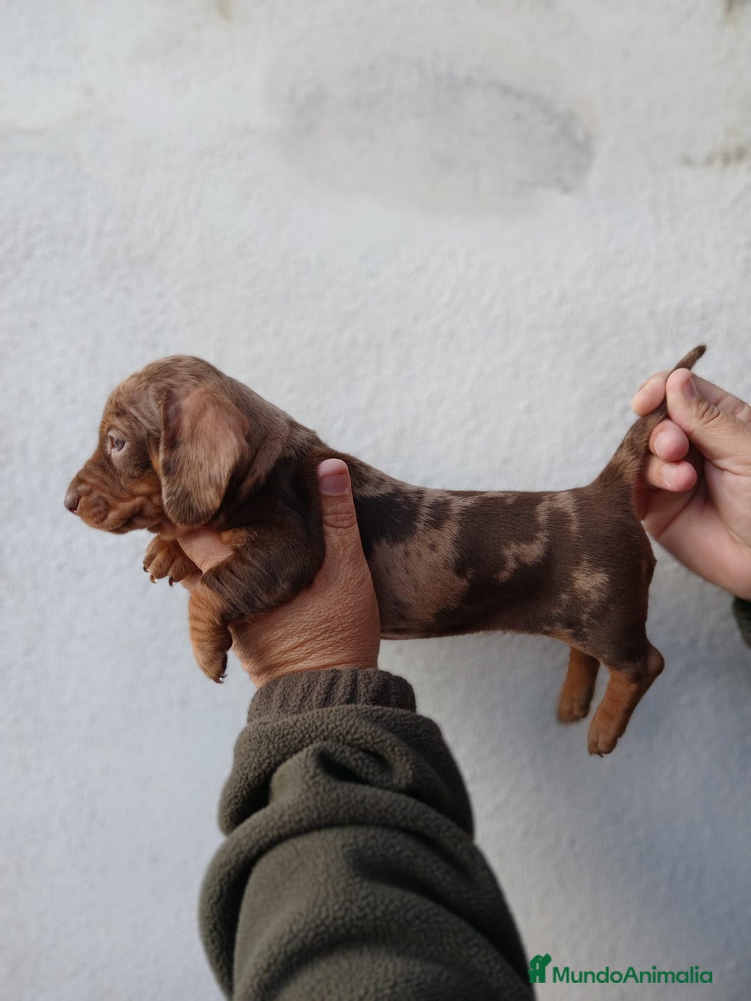 Teckel Miniatura perros en venta: camada teckel arlequín y todos los colores  - Anuncio 12