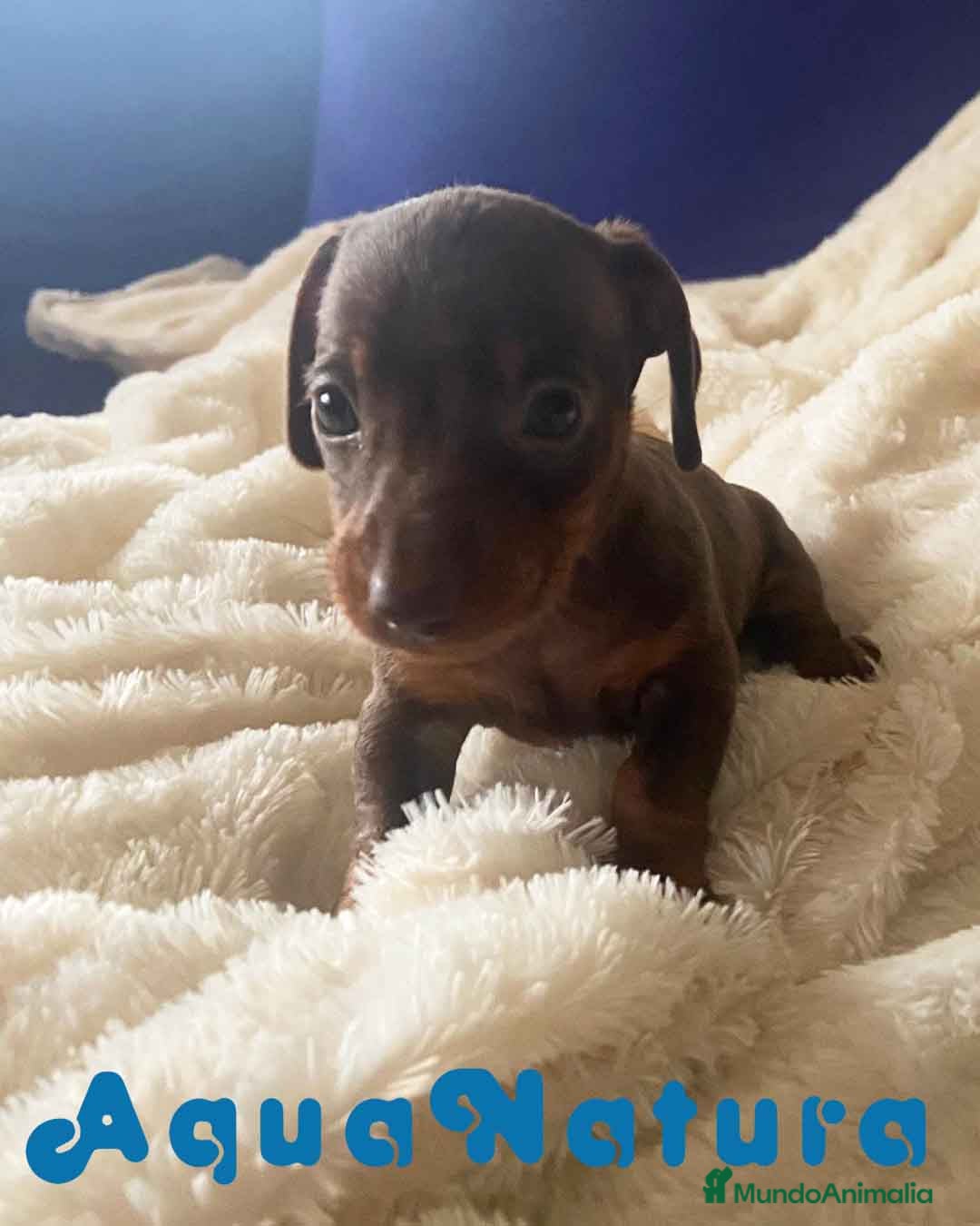 Teckel Miniatura perros  Teckel Macho de Kily y Tilo 1882 AQUANATURA en Barcelona - Anuncio 2