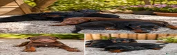 Dobermann perros en venta: Dobermann disponibles🐾🐶 - Anuncio 1