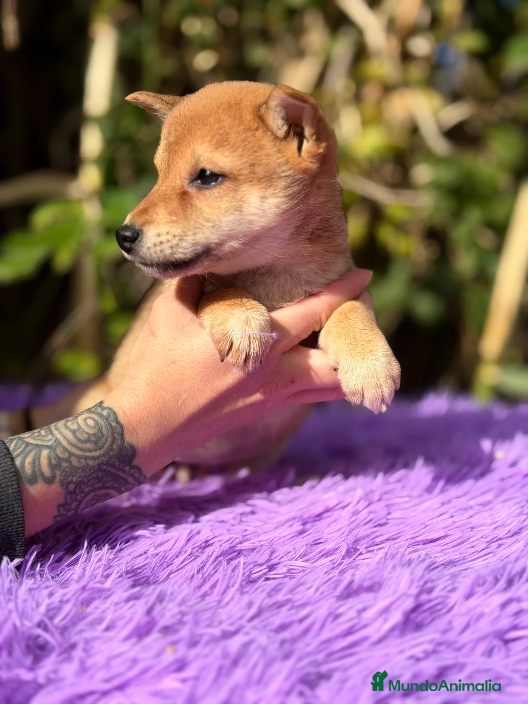 Shiba Inu perros en venta: Shiba Inu hembra  - Anuncio 7