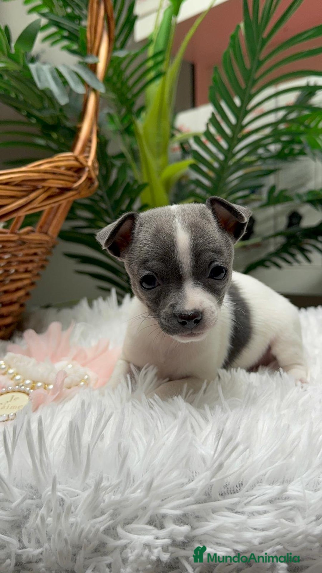 Chihuahua perros en venta: CHIHUAHUA HEMBRA - Anuncio 9