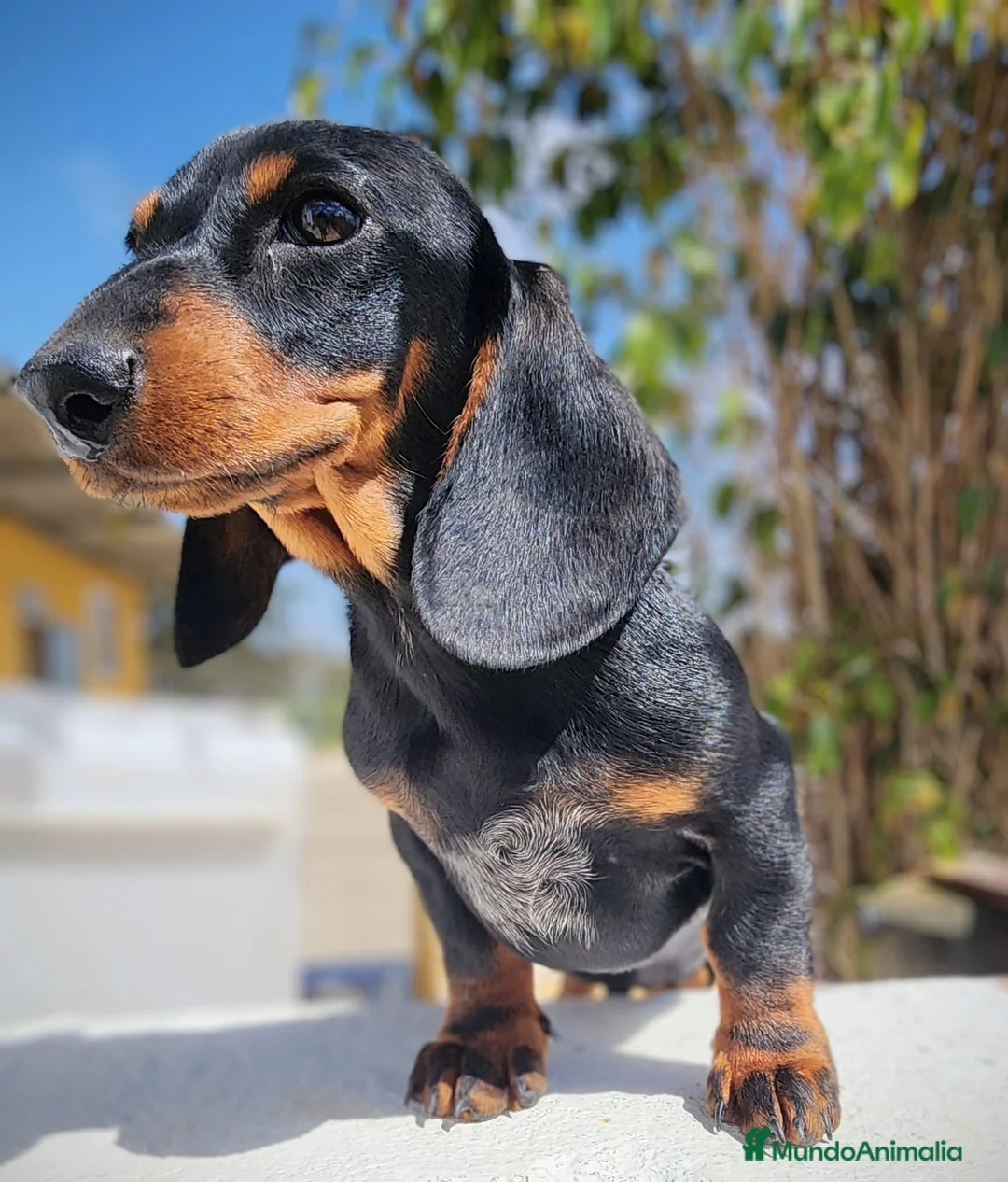 Teckel perros en venta: Teckel kanichen precio real  - Anuncio 2