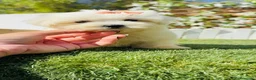 Bichón Maltés perros en venta: BICHON MALTES - HEMBRA - Anuncio 19