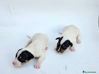 Ratonero Bodeguero Andaluz perros Bodegueros andaluces - Anuncio 16