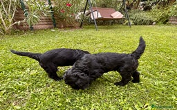 Goldendoodle perros en venta: Cachorros Goldendoodle hipoalergénicos - Imagen 11