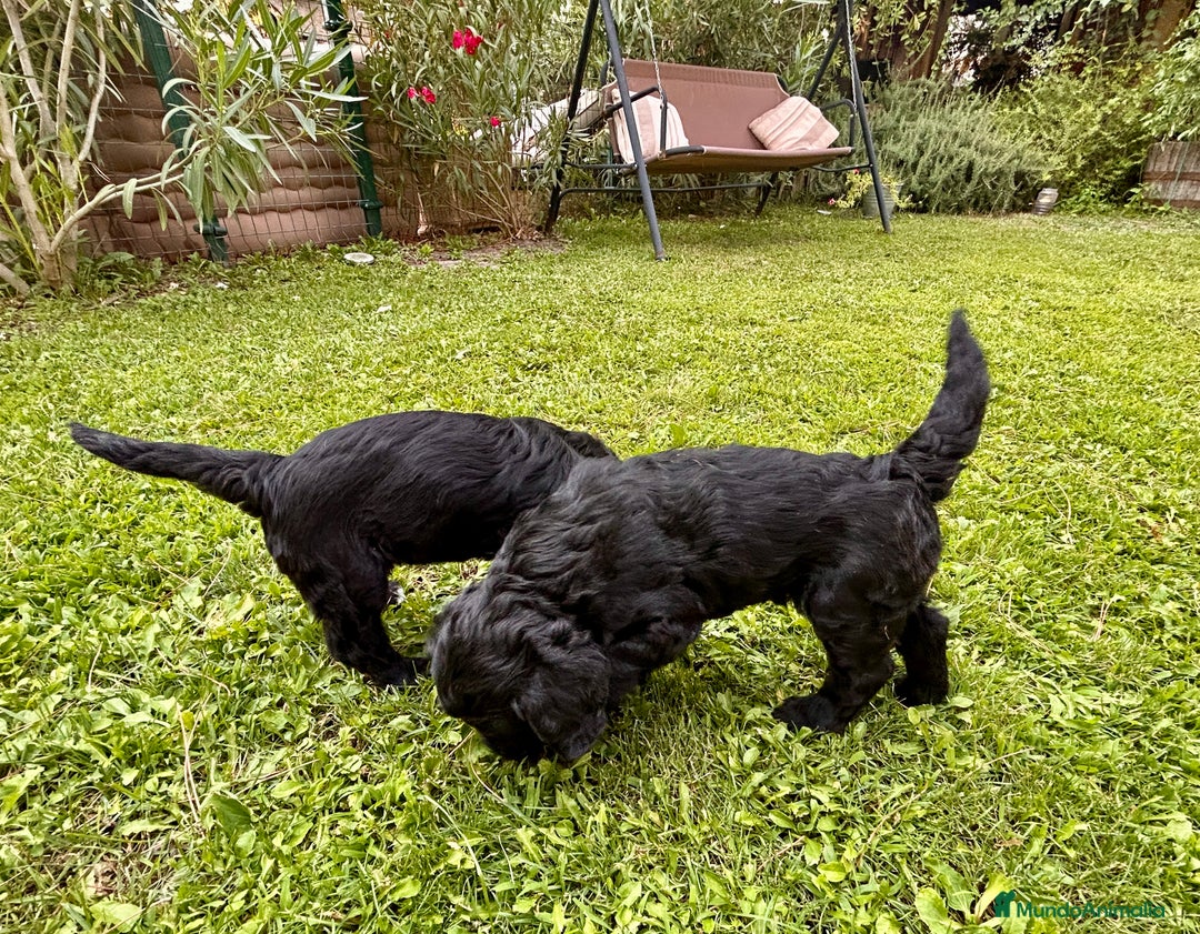 Goldendoodle perros en venta: Cachorros Goldendoodle hipoalergénicos - Imagen 11