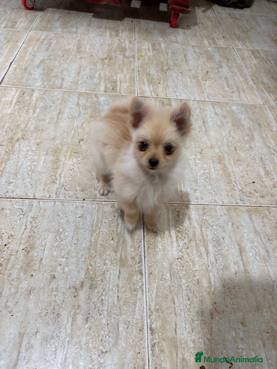 Pomerania perros en venta: Pomerania micro Toy 7 meses 790gramos  - Anuncio 11