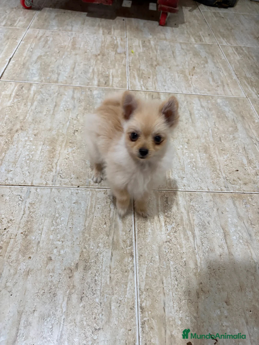 Pomerania perros en venta: Pomerania micro Toy 7 meses 790gramos  - Anuncio 11