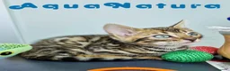 Bengalí gatos en venta: Bengali Macho 4568 AQUANATURA - Anuncio 11
