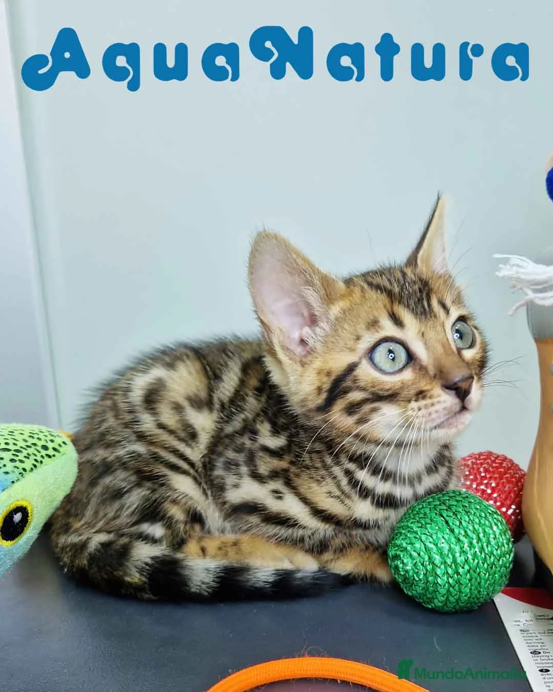 Bengalí gatos en venta: Bengali Macho 4568 AQUANATURA - Anuncio 11