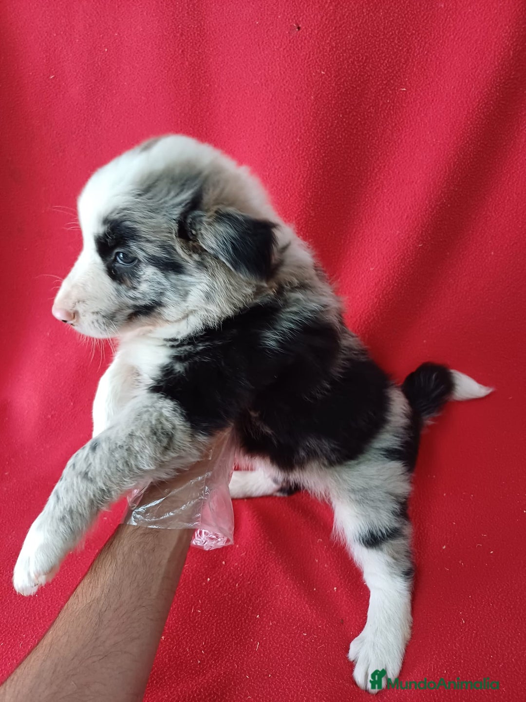 Border Collie perros en venta: Border Collie Merle  - Anuncio 2