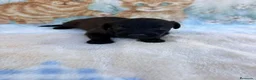 Raza Mixta perros en venta: Pootalian - Anuncio 5