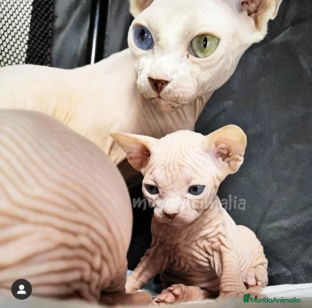 Imagen de galería {{count}}