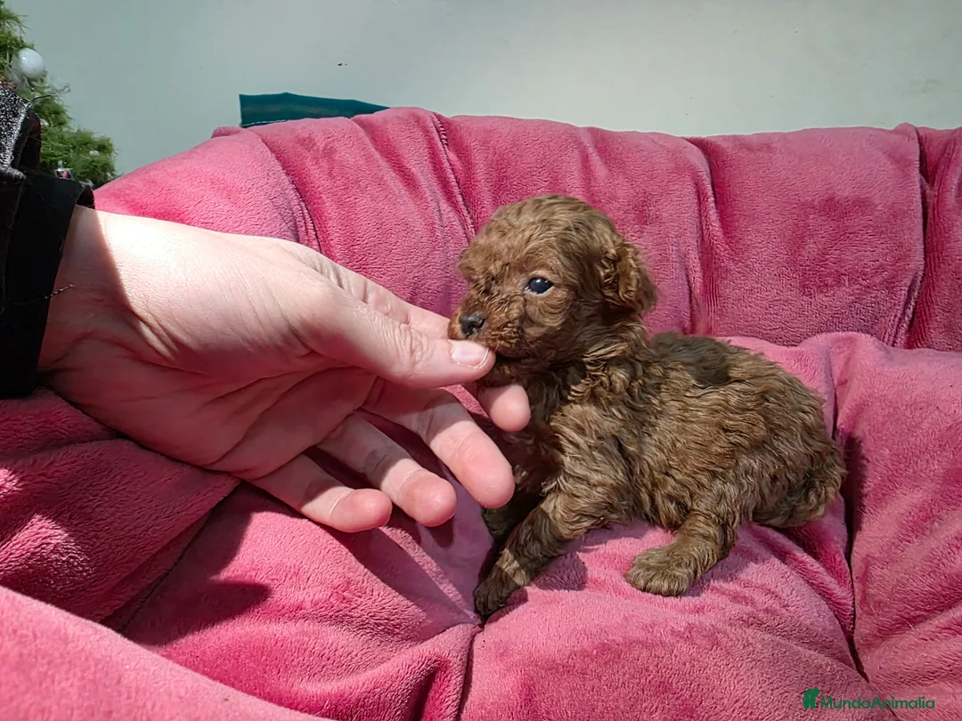 Caniche Toy perros en venta: Cachorrita Caniche toy roja - Anuncio 2