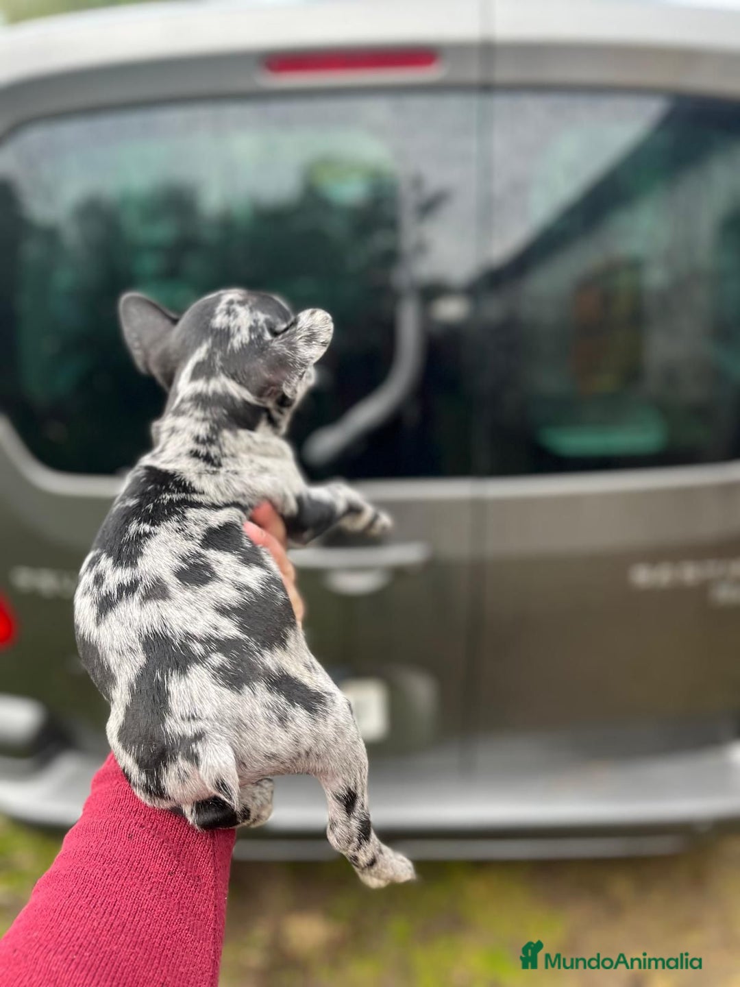 Bulldog Francés perros en venta: Espectacular macho de Bulldog Frances merle - Anuncio 6