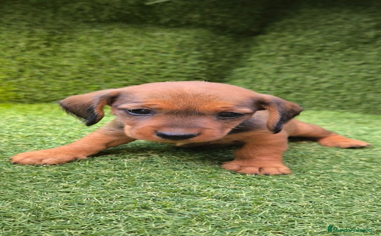 Teckel Miniatura perros - Propaganda 1