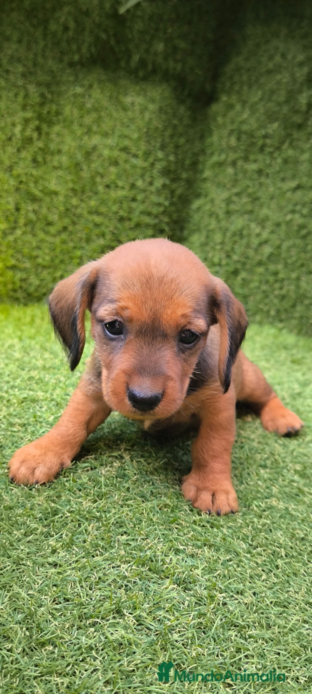 Teckel Miniatura perros en venta: camada teckel mini  - Imagen 1