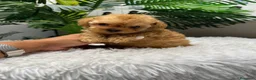 Caniche Toy perros en venta: CANICHE TOY-MUY PEQUEÑITO - Anuncio 11