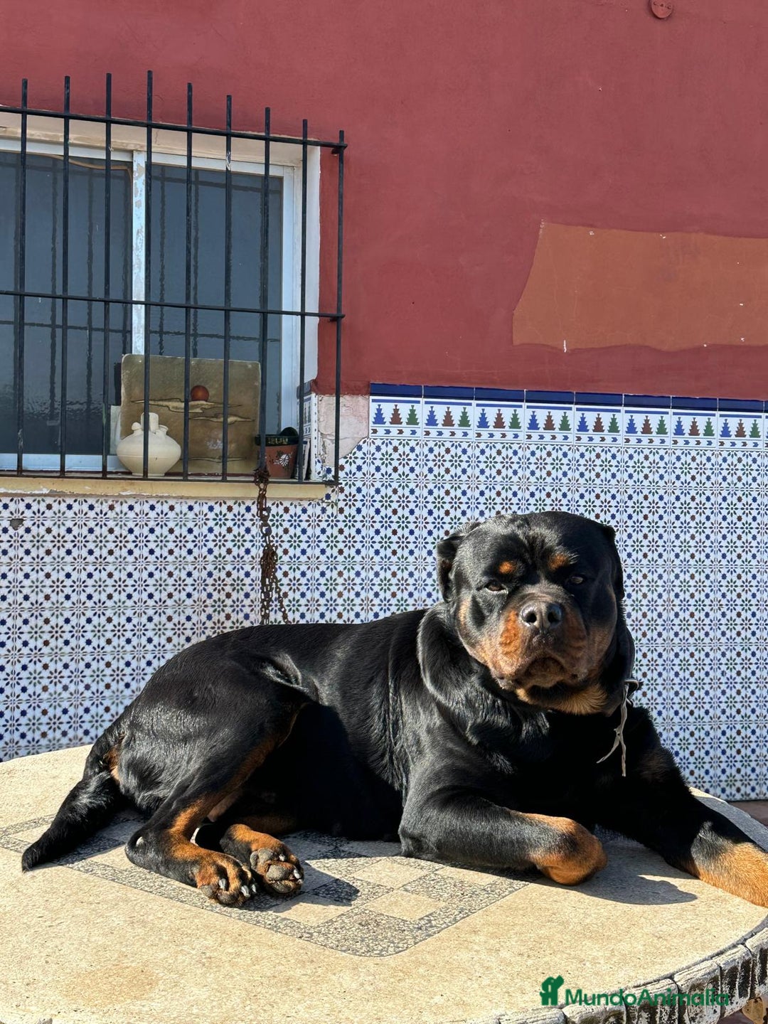 Rottweiler perros en venta: Rottweiler - Imagen 21