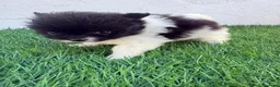 Pomerania perros en venta: Pomerania - Anuncio 2