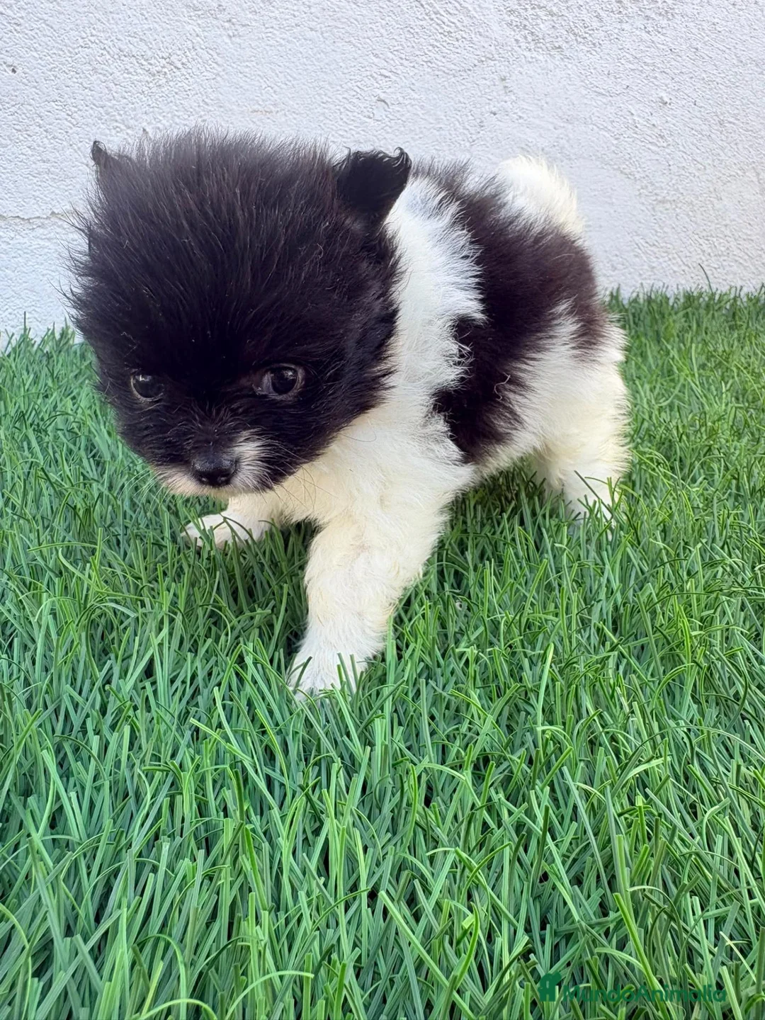 Pomerania perros en venta: Pomerania - Anuncio 2