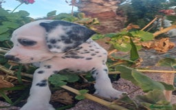 Dálmata perros en venta: Dalmata macho  - Imagen 1