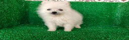 Pomerania perros en venta: Pomerania  - Anuncio 8